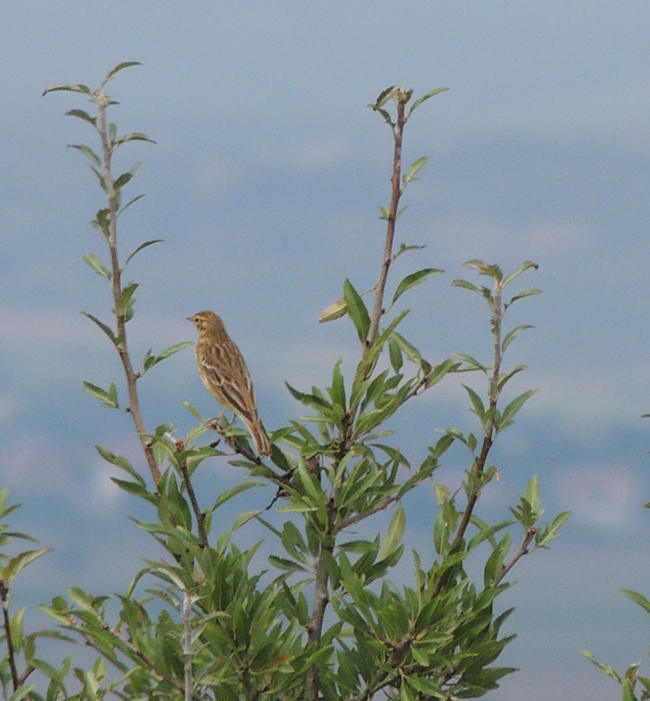 a small brown bird is sitting on a nch