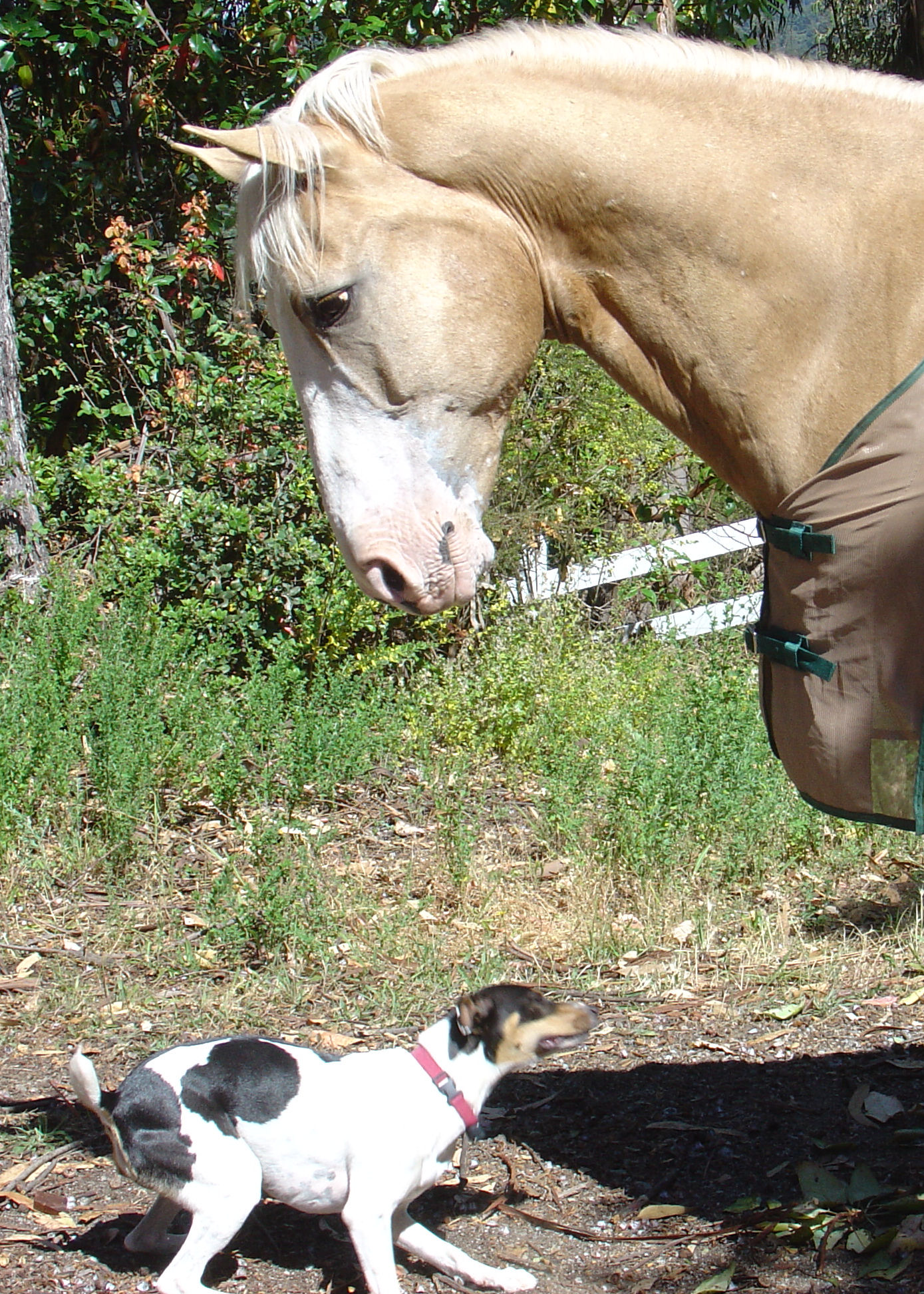 dog walking next to the horse outside of its pen