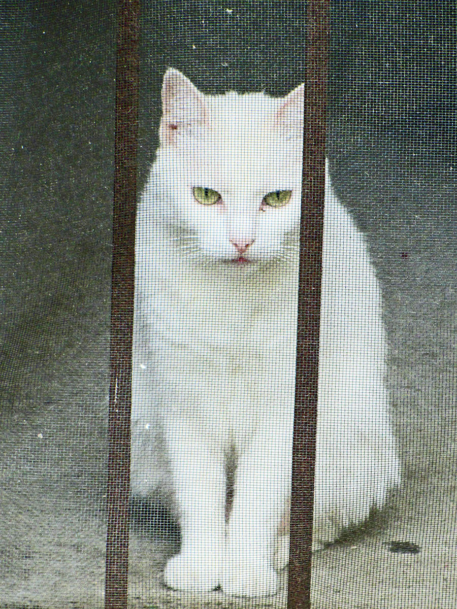 white cat behind a gate that is partially covered by mesh