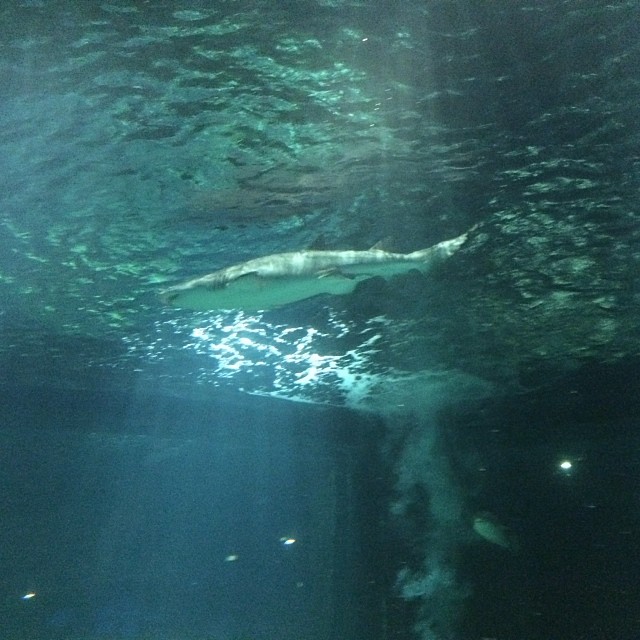 a large fish swimming in the water at night