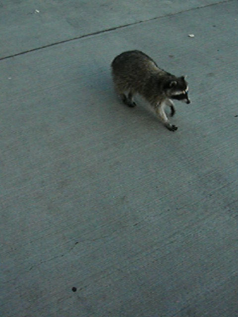 a ra standing on a sidewalk looking around