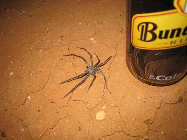 a spider on the floor next to a bottle