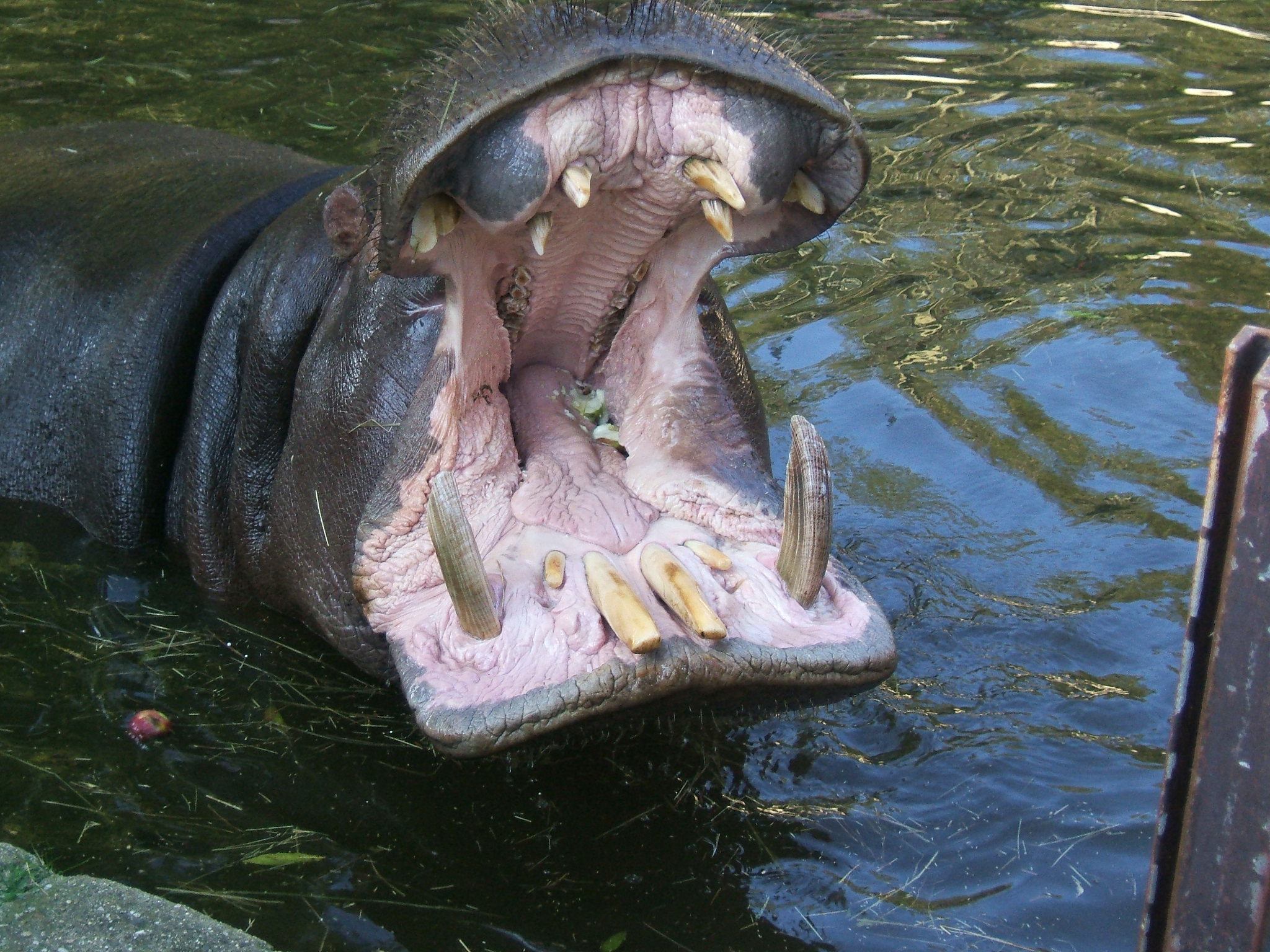 there is a hippopotamus roaring in the water
