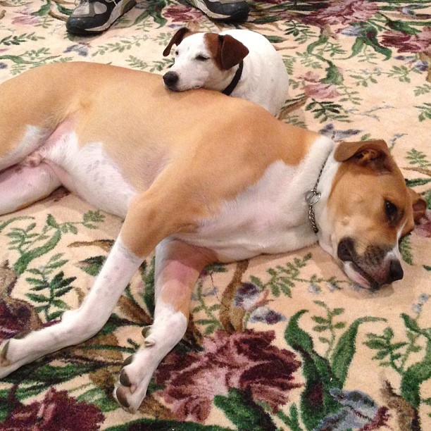 two dogs are laying down on a rug