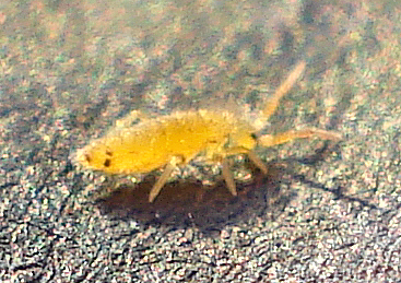 yellow bug on the ground in a glass jar