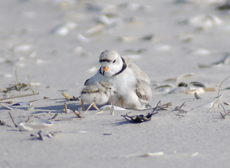 a couple of small birds are on the beach