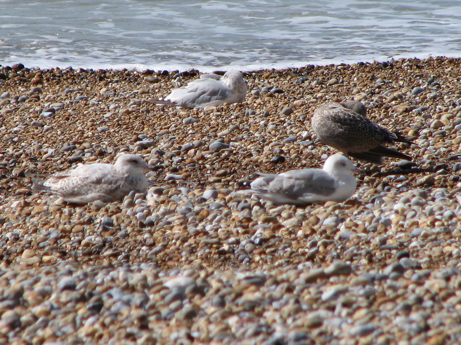 birds are standing on the beach while the water comes in