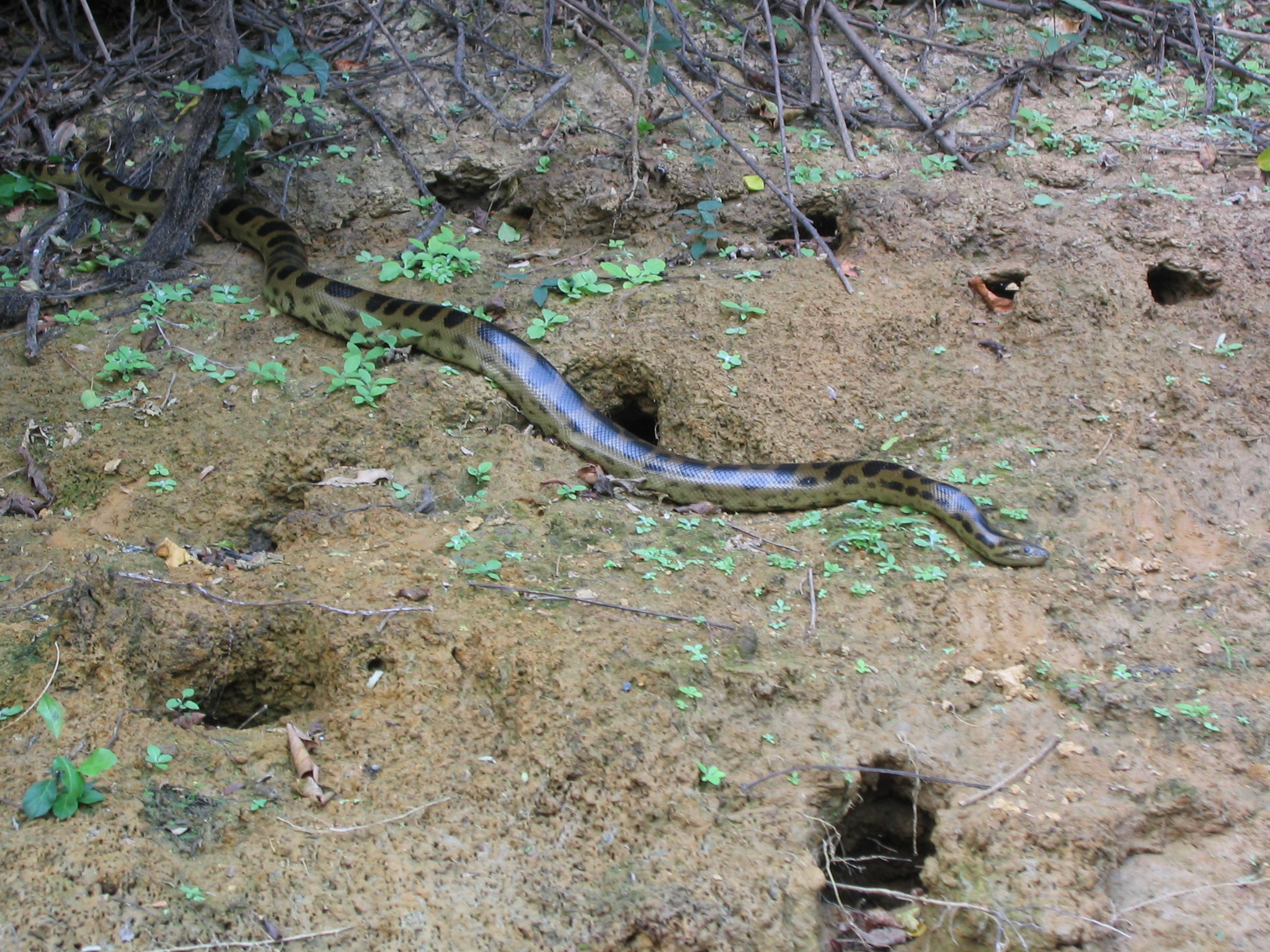a brown snake that is on the ground