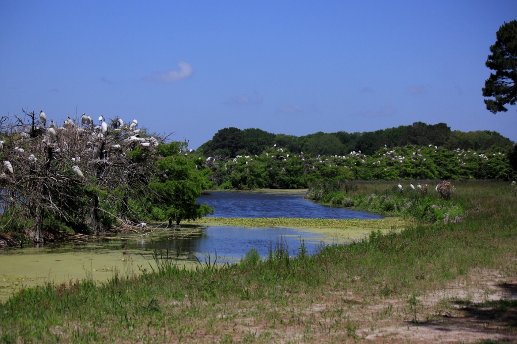 lots of birds in a small pond of water