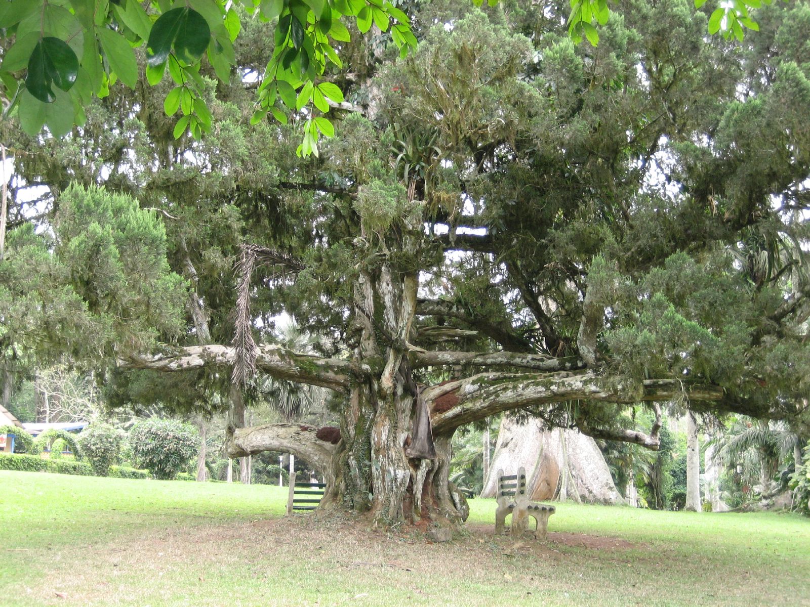 an old oak tree with benches underneath it