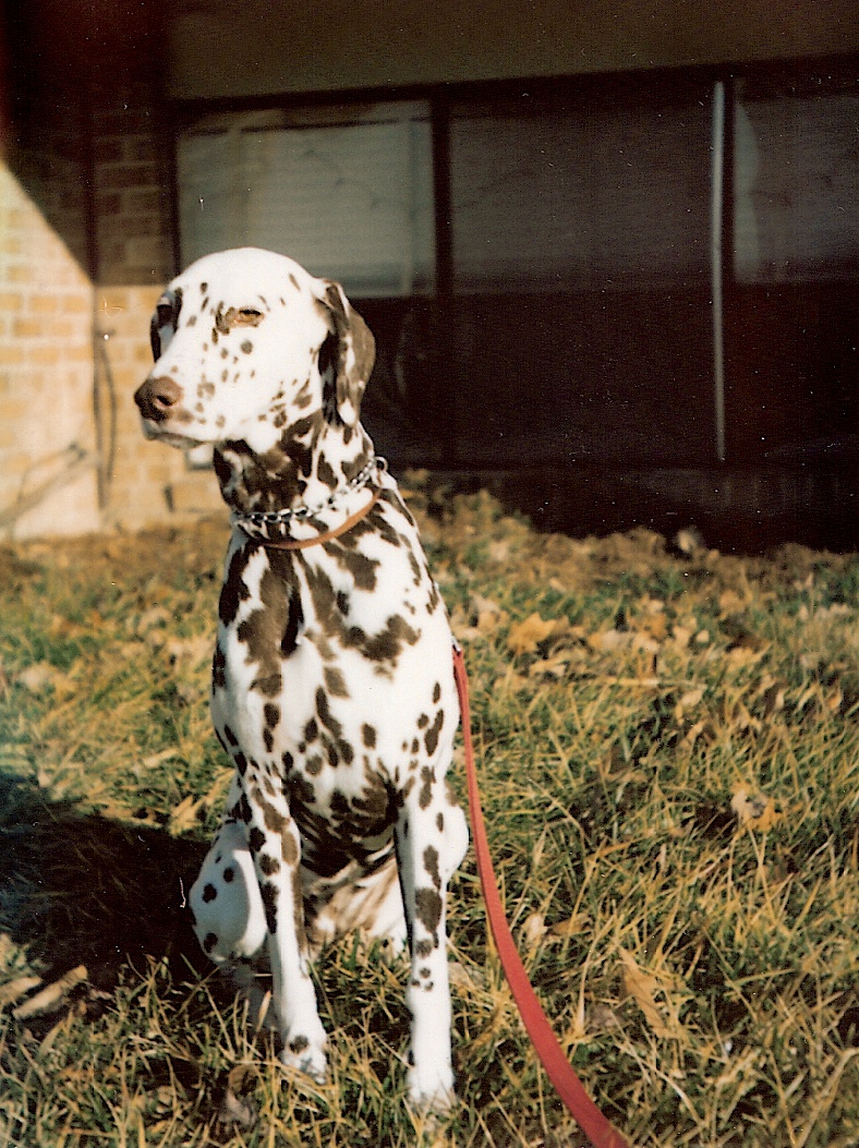 a dog with black spots and a leash sitting in the grass