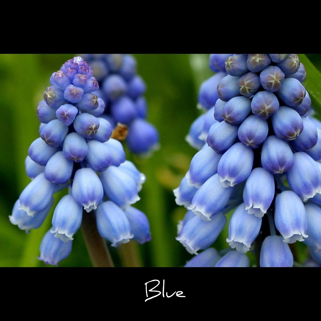 blue flowers with a purple flowered bud on the end