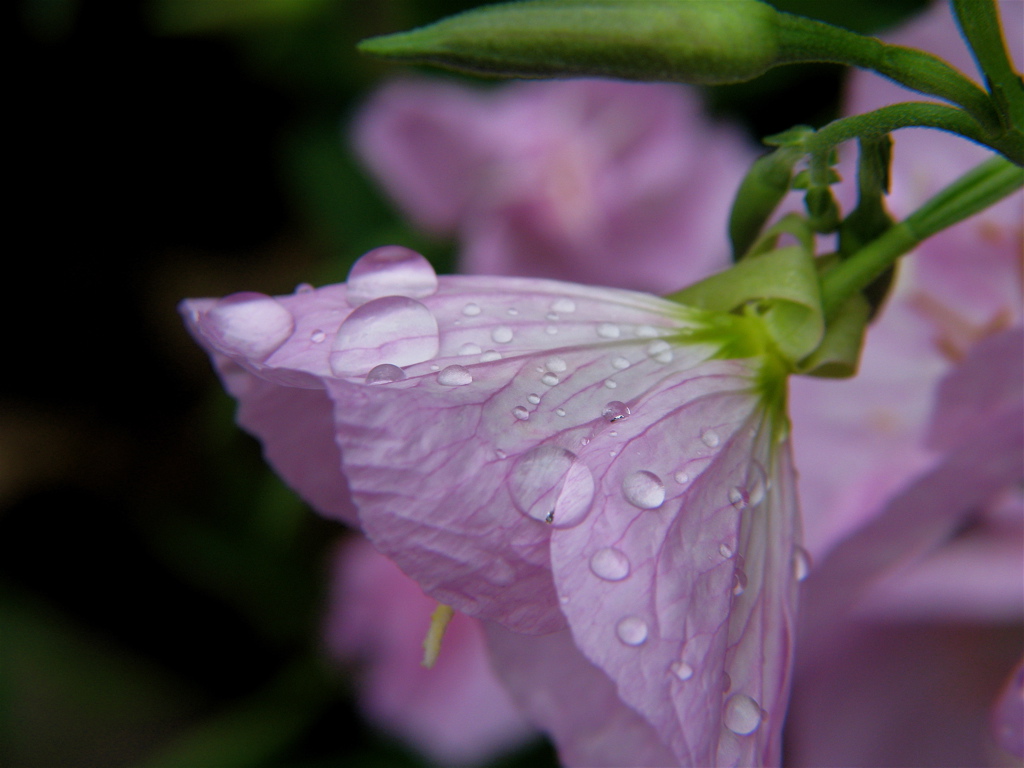 a pink flower with raindrops on its petals