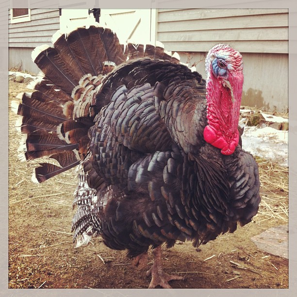 a turkey with an eye patch in a yard