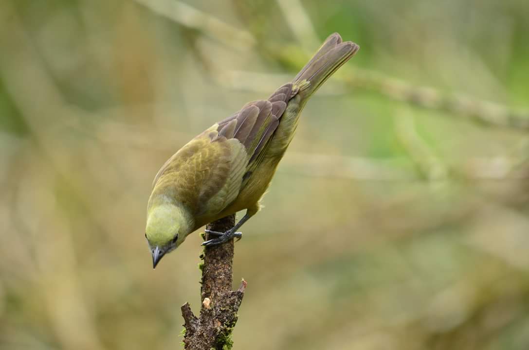 a bird sitting on the tip of a tree nch