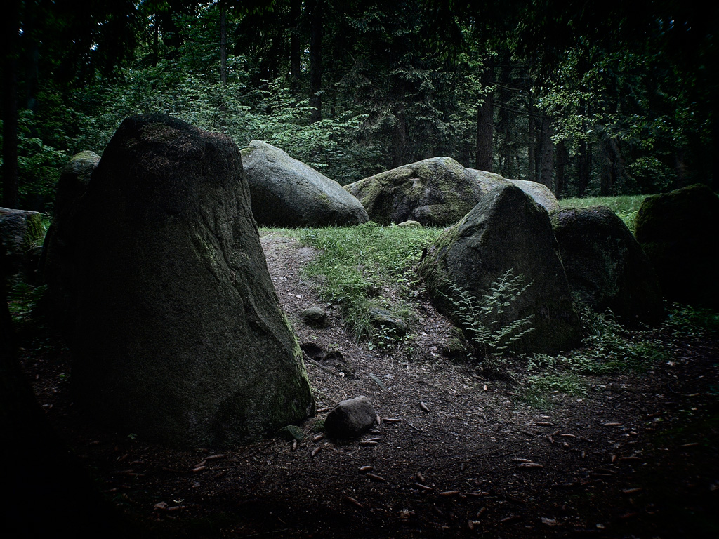 a lush green forest filled with rocks and plants