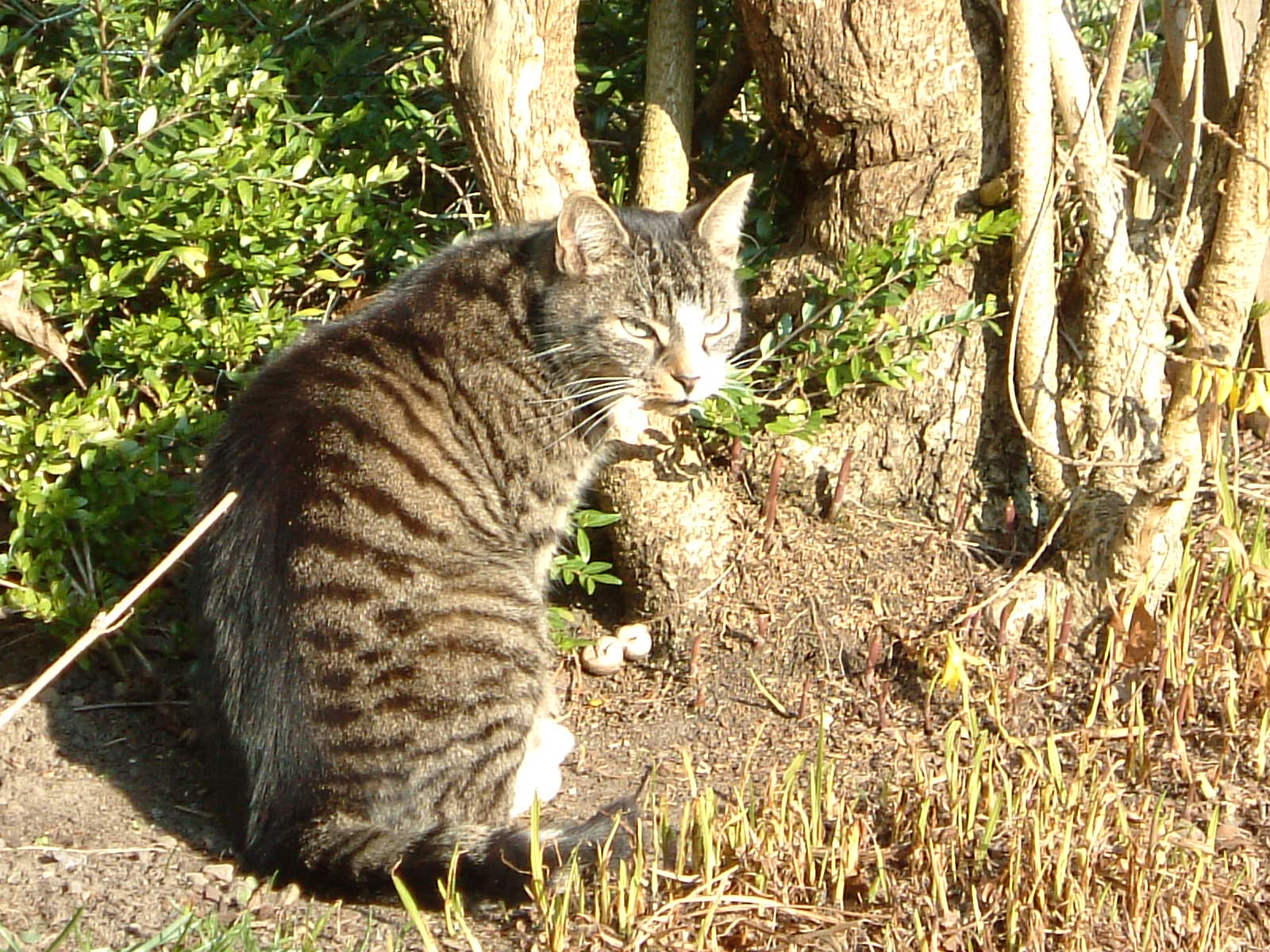 a cat sitting next to some trees in the woods