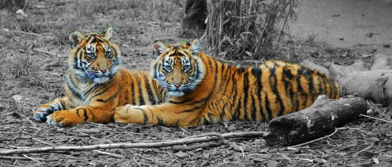 two tigers lounging next to a log in the forest