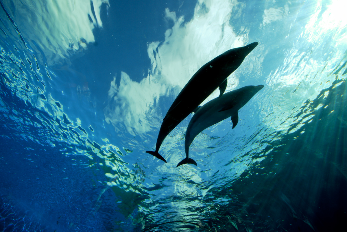 two dolphins swim in an ocean under the sunlight
