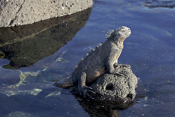 a lizard sitting on top of a rock in water