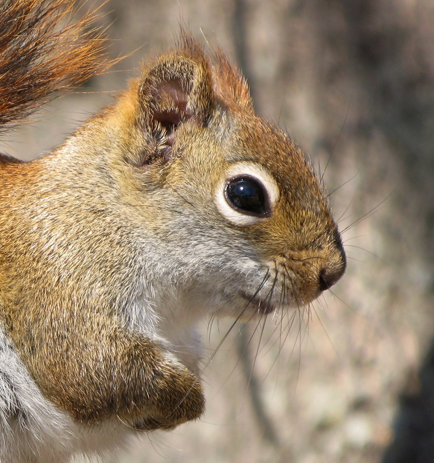a close up s of the head of a squirrel