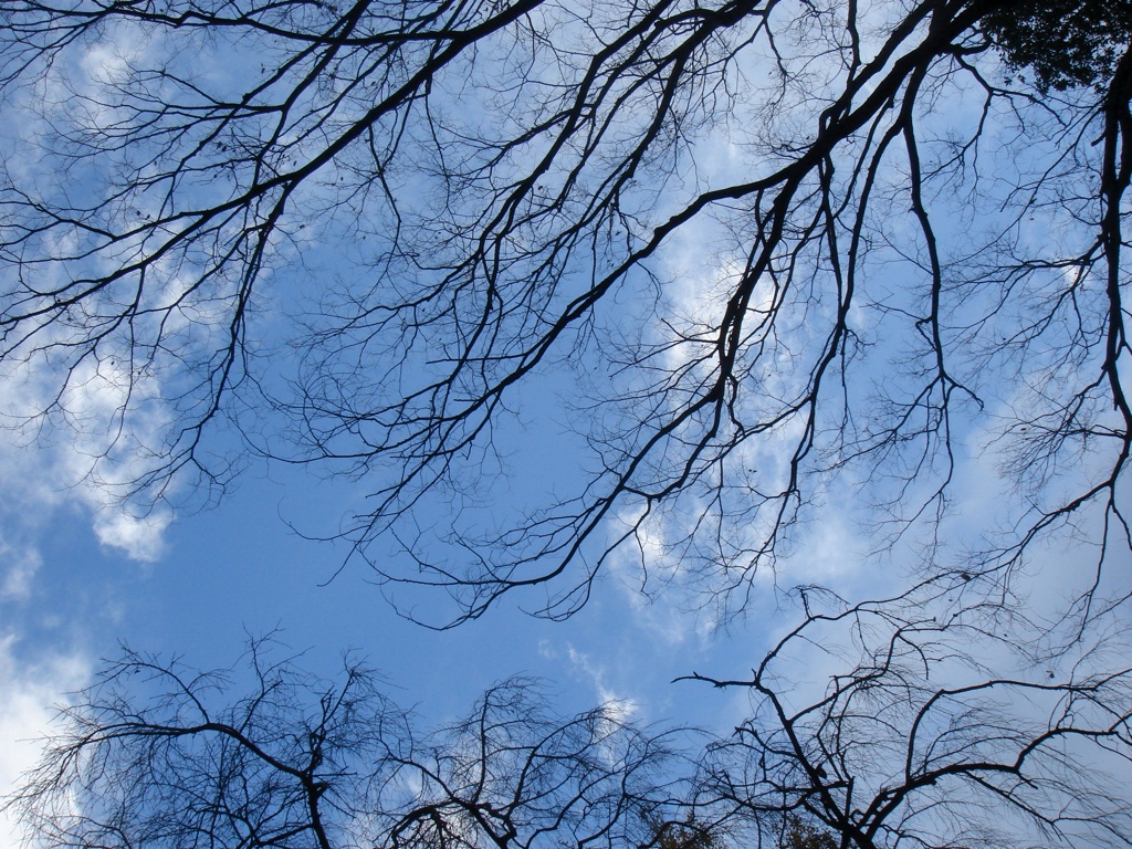 a view from the ground looking up at the sky with clouds