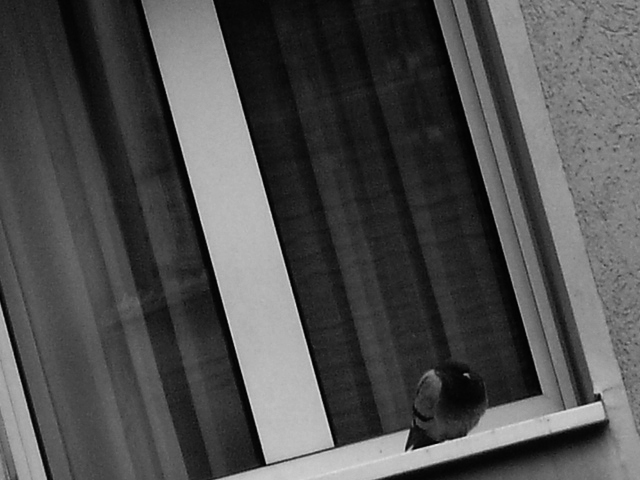 the pigeon sits alone on the window sill