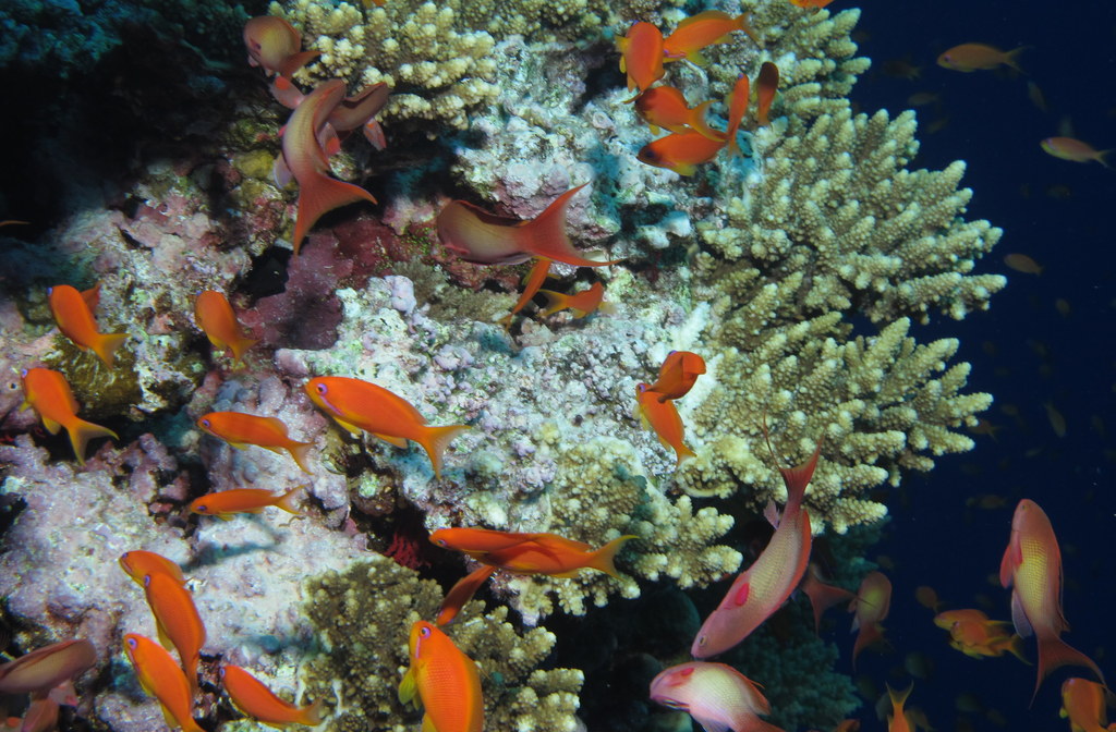 a bunch of small red and white fish near some coral