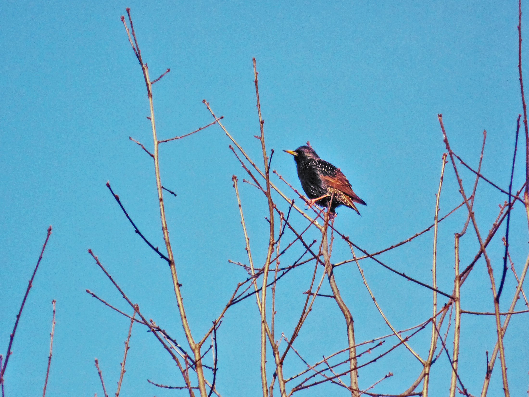 a brown bird sitting in the middle of some bare tree nches