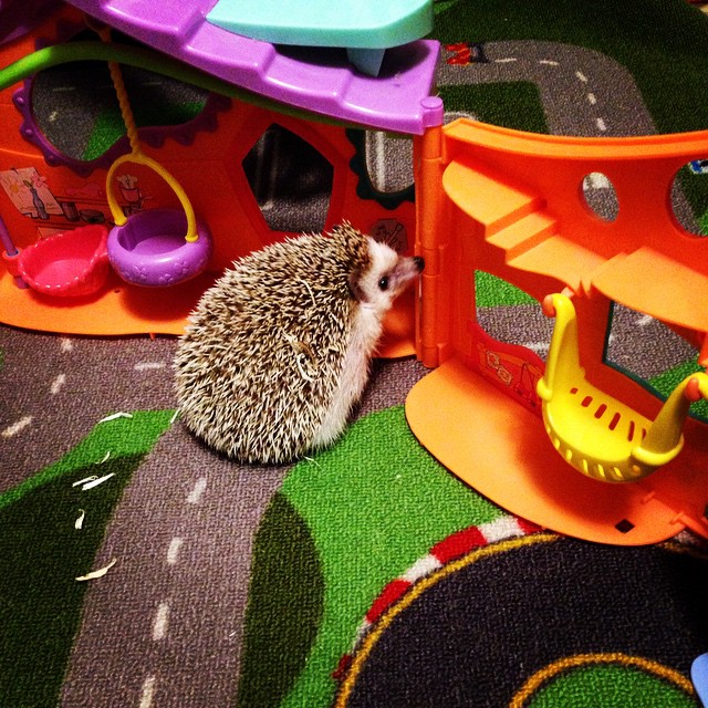 a hedgehog laying in a toy house filled with toys