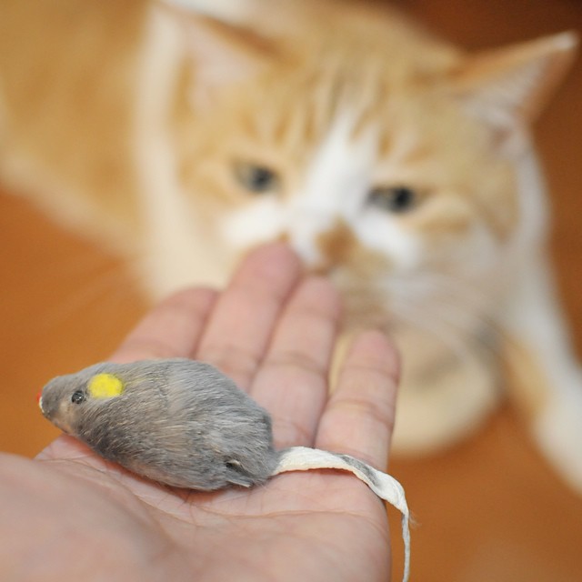 a person holding a small rat in their hand