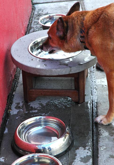 the dog looks at his food bowl while eating