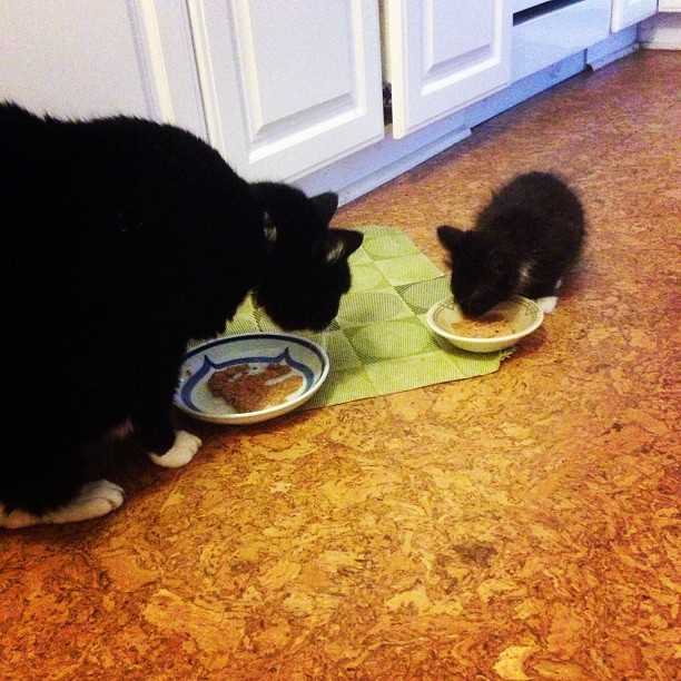 two cats that are eating some food out of bowls