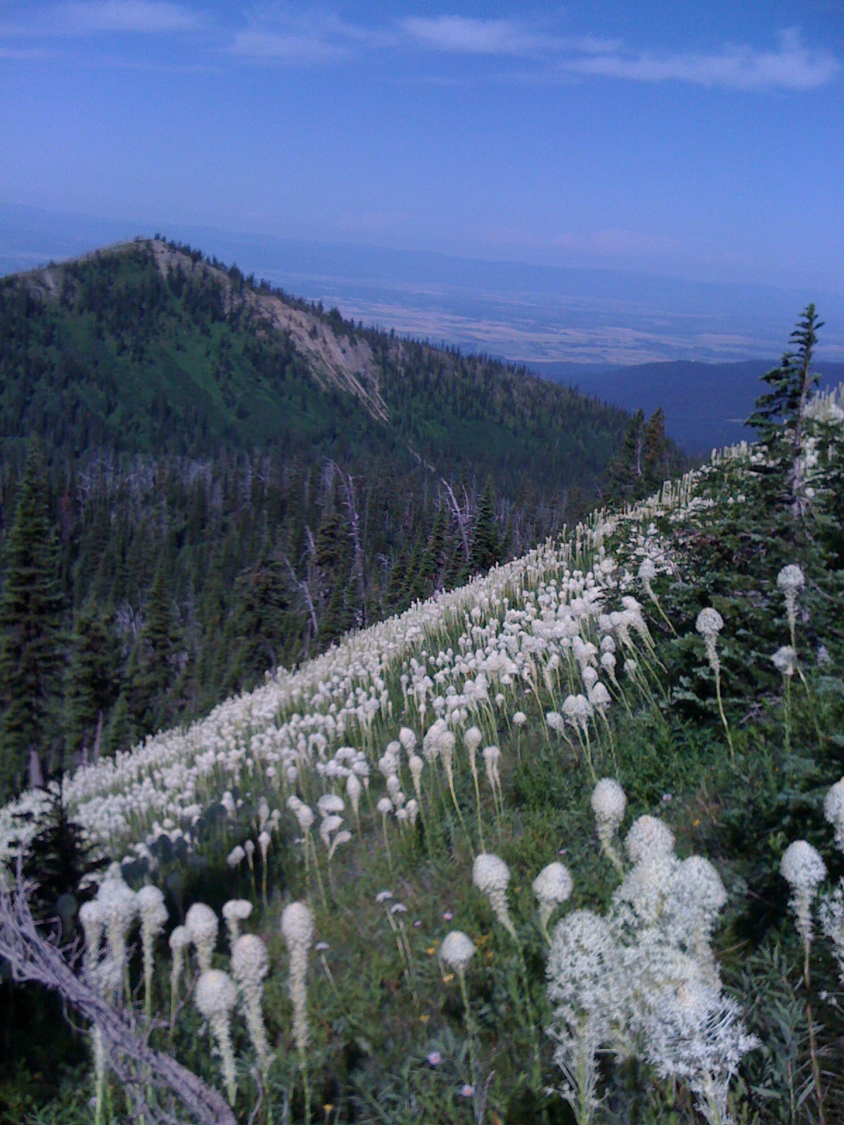 a lush green hillside with white flowers on top