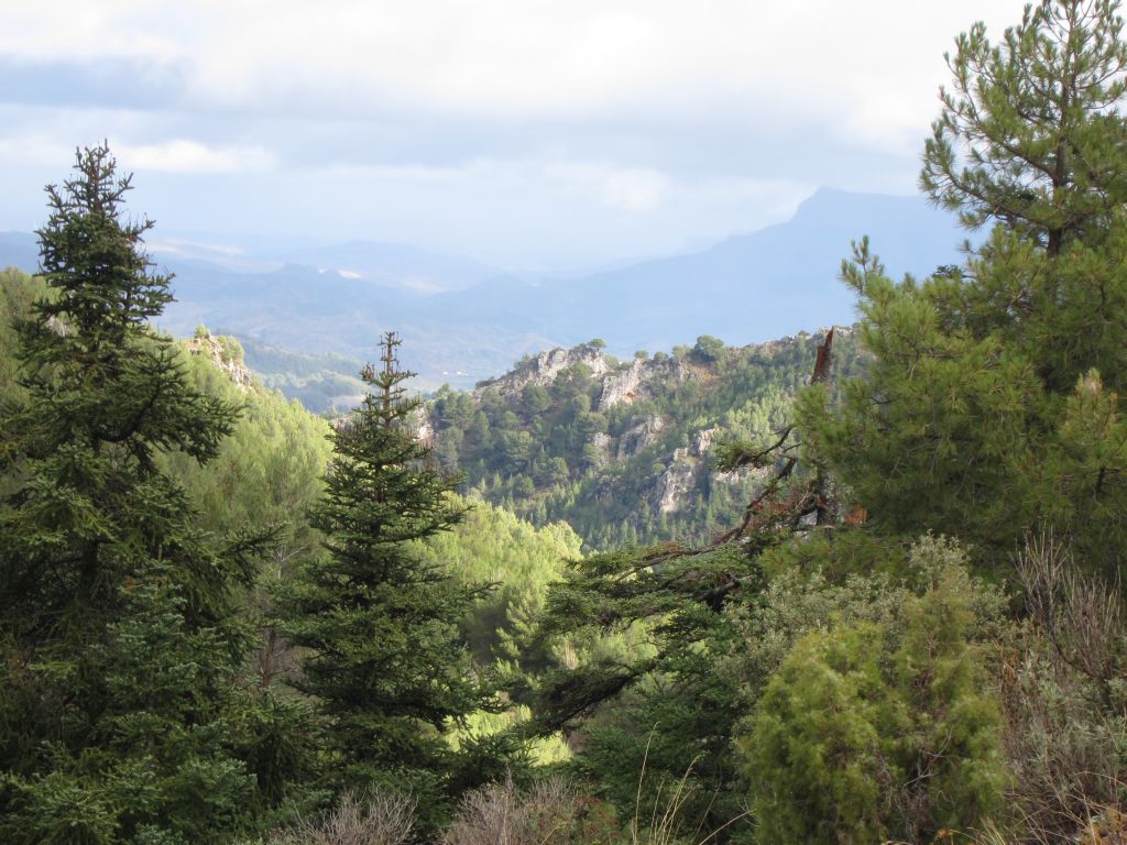 a grassy area with a bunch of trees on the other side