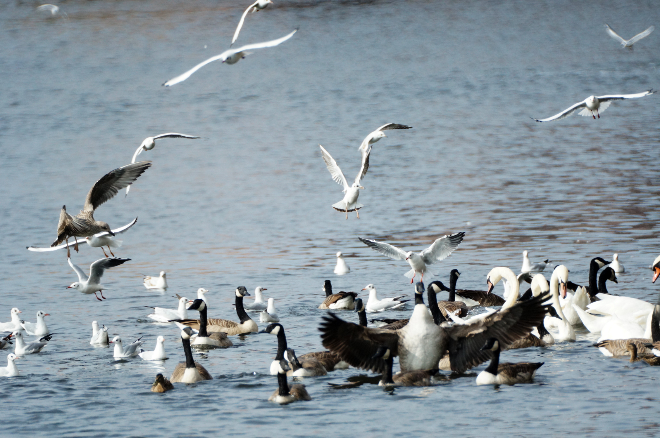 a flock of seagulls and other birds on the water