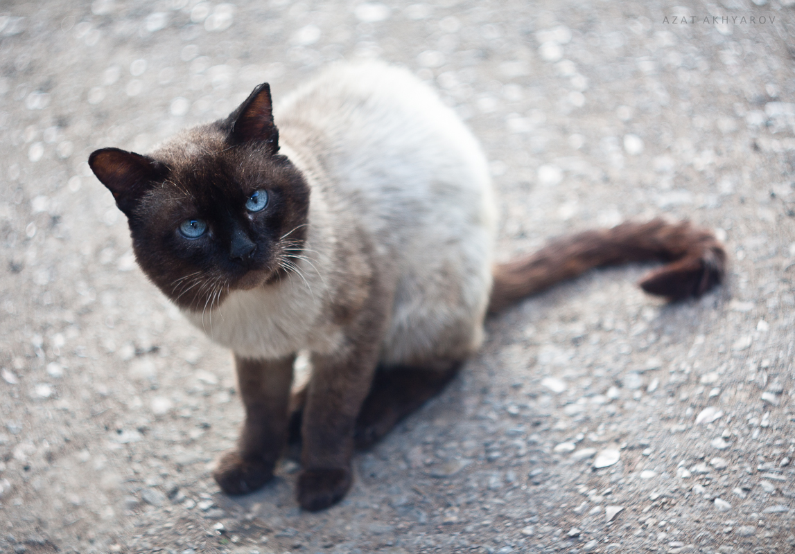 a cat with blue eyes and brown ears stands on the ground