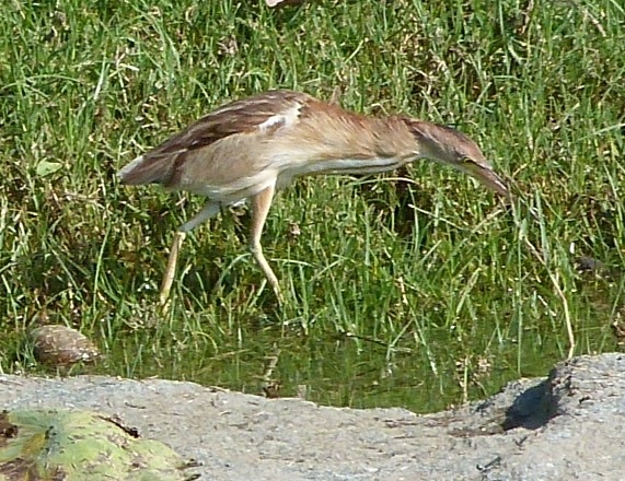 a large bird eating in the grass
