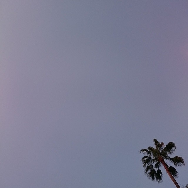 a airplane flying by a palm tree in the air