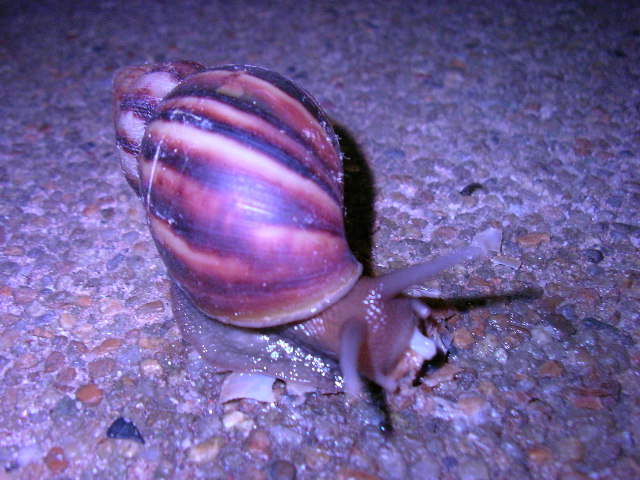 a snail is walking on the ground near rocks