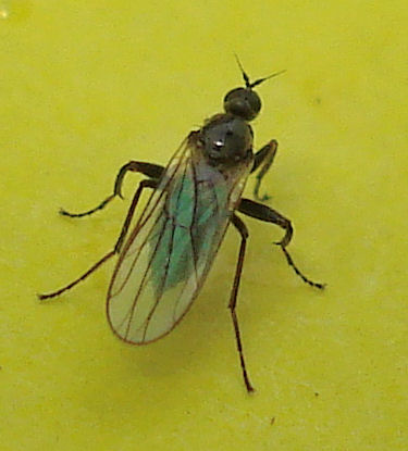 a large fly on a yellow surface looking down
