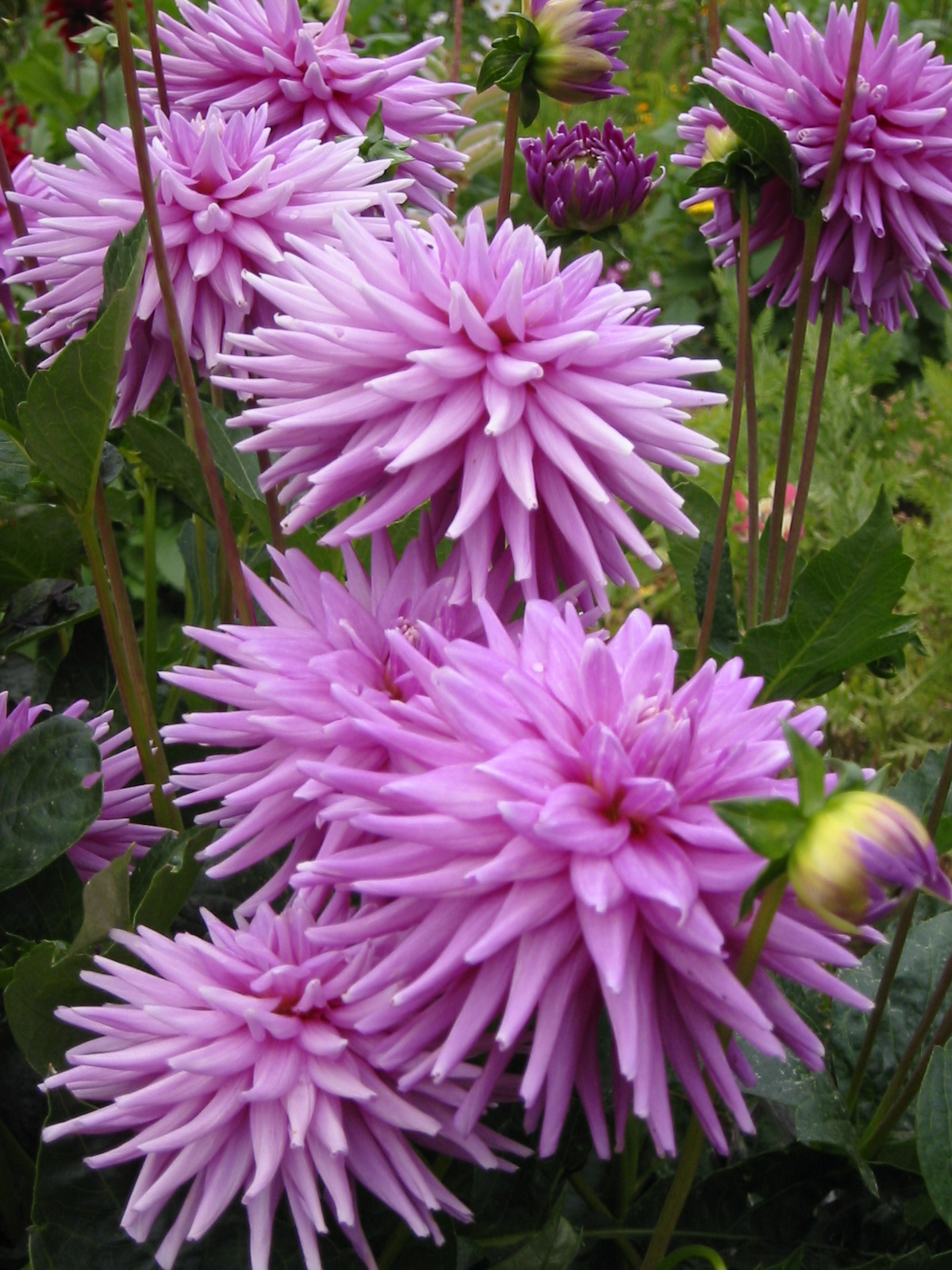 some purple flowers are growing in the grass