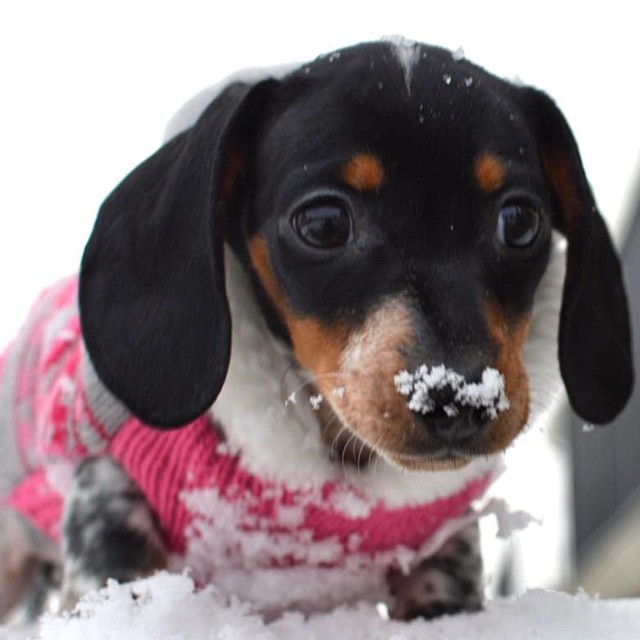 a small dog standing in the snow outside