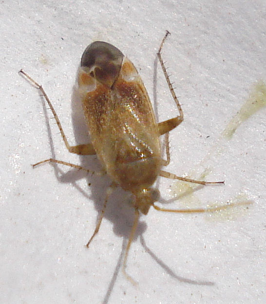 a bug with large antennae standing on a white surface