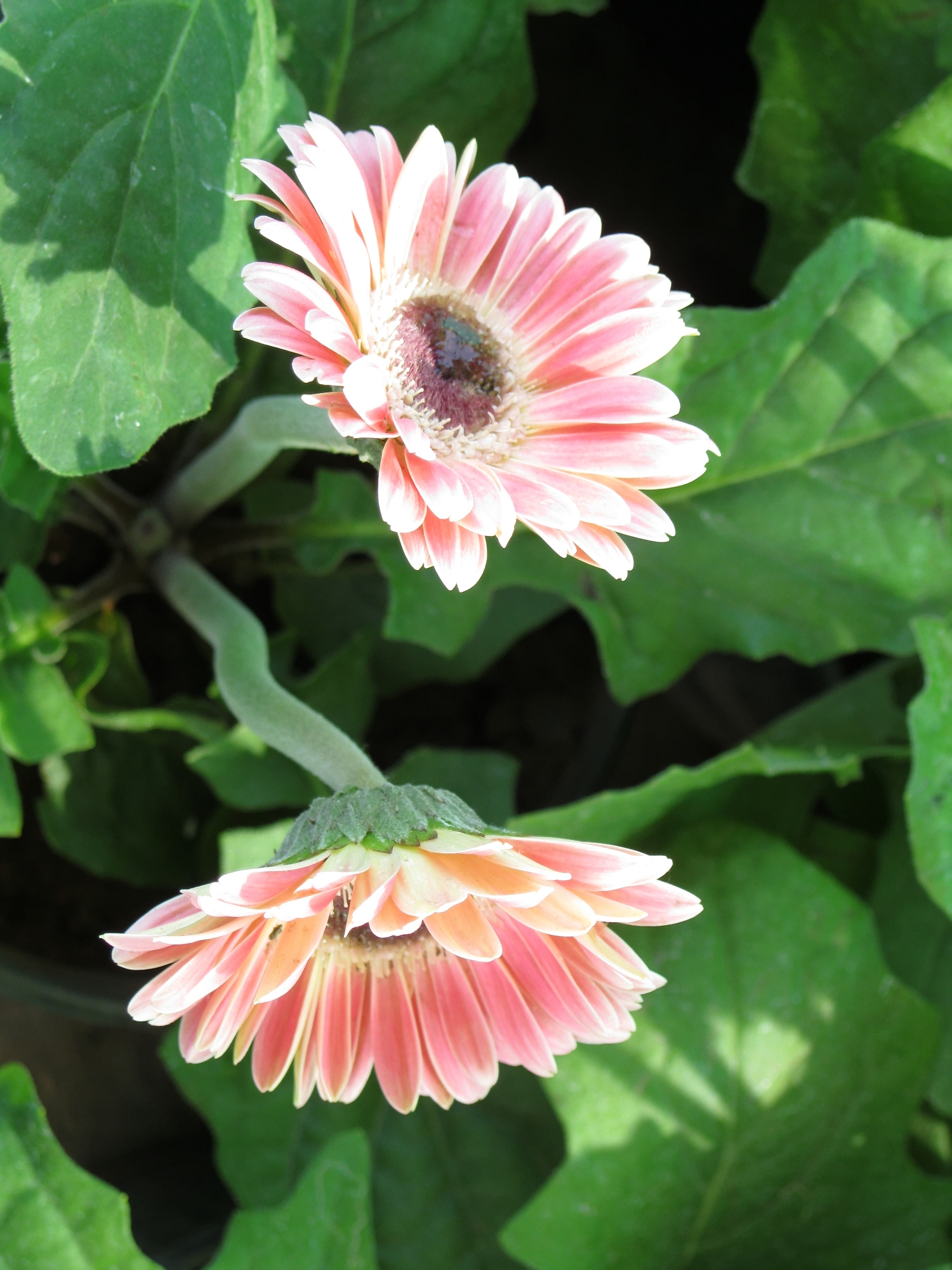 two pink flowers that are in the grass