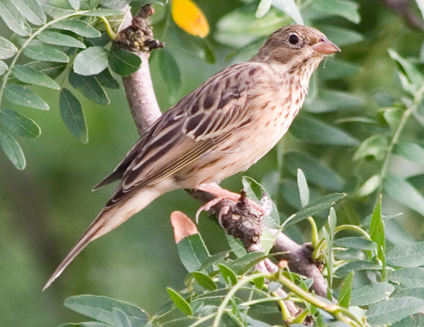 a bird perched on a nch near green leaves