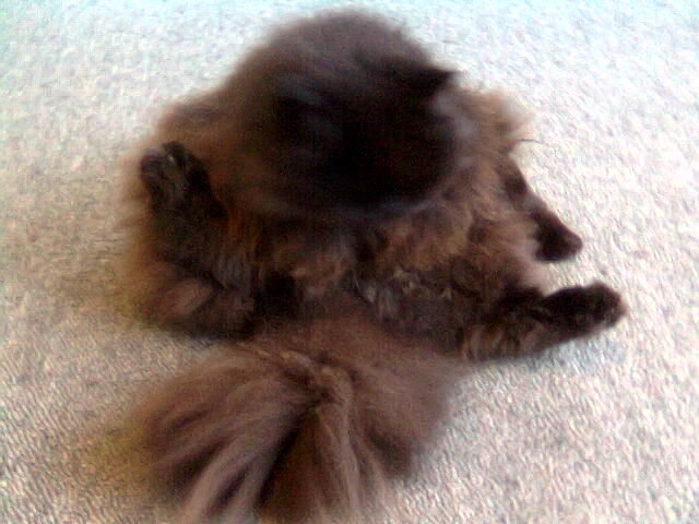 fluffy dark colored kitten rolling on top of carpet
