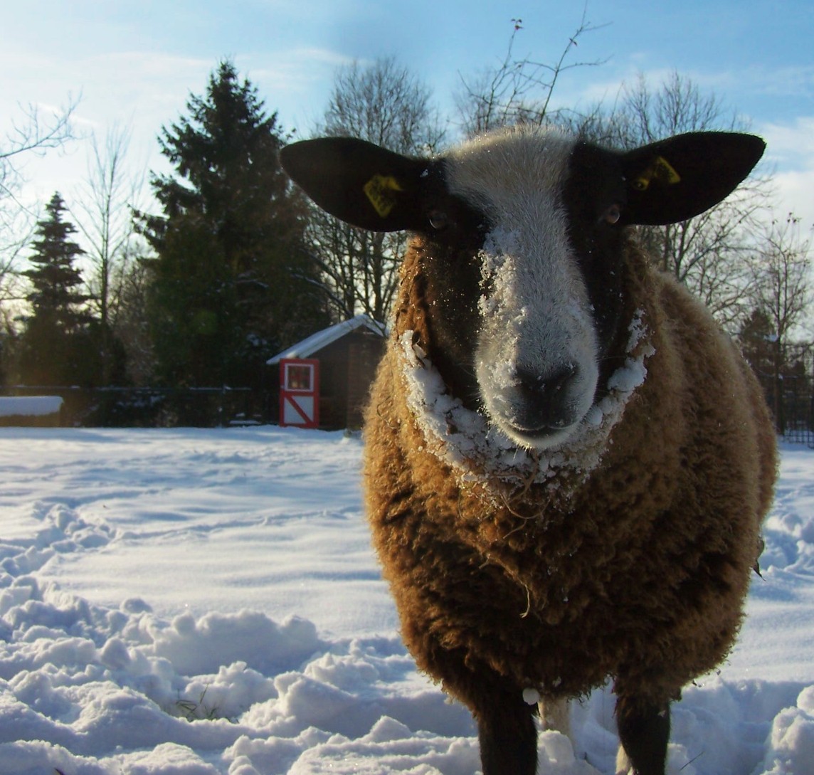a sheep with snow all over his face and behind it, outside in the snow