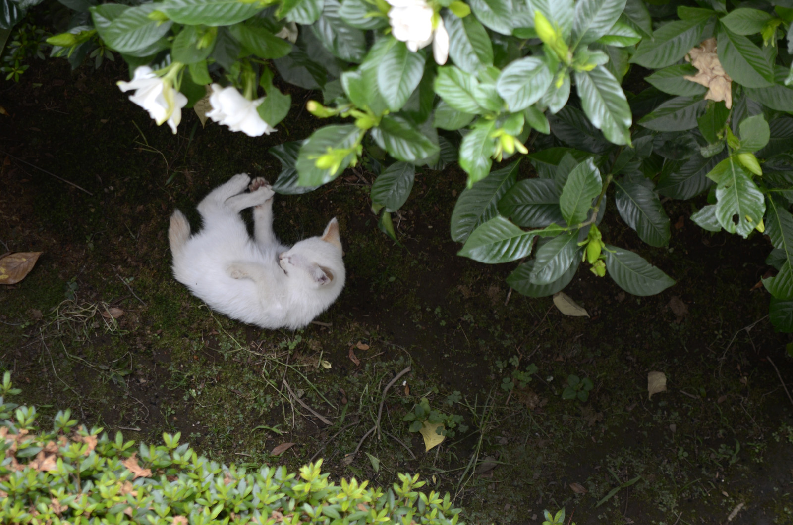 a cat laying on its back under some shrubbery