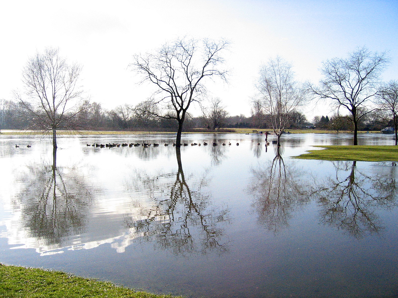 flooded grass area next to a large body of water with many trees